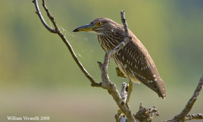 nitticora (Nycticorax nycticorax)