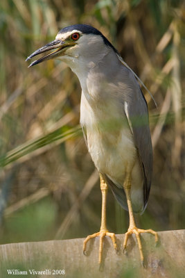nitticora (Nycticorax nycticorax)