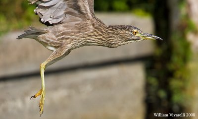 nitticora (Nycticorax nycticorax)