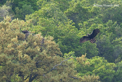 aquila imperiale (Aquila adalberti)