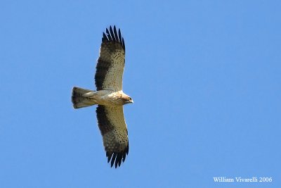 aquila minore (Heraaetus pennatus)