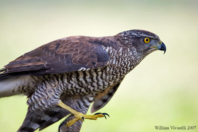 astore (Accipiter gentilis)