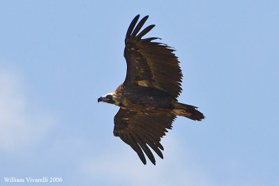 avvoltoio monaco (Aegypius monachus)