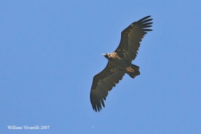 avvoltoio monaco (Aegypius monachus)