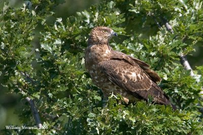 falco pecchiaiolo (Pernis apivorus)