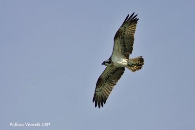 falco pescatore (Pandion haliaetus)