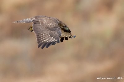 poiana (Buteo buteo)