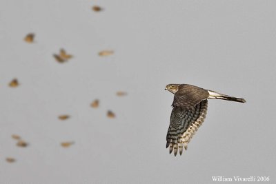 Sparviere (Accipiter nisus)