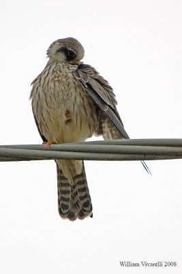 falco cuculo (Falco vespertinus)