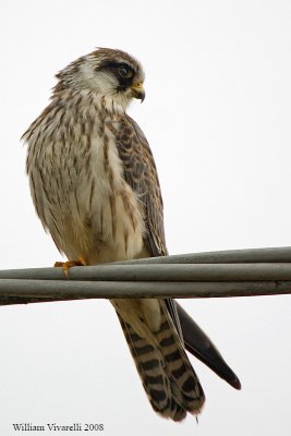falco cuculo (Falco vespertinus)