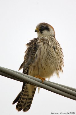 falco cuculo (Falco vespertinus)