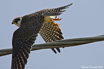 falco cuculo (Falco vespertinus)