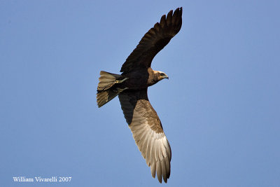 falco di palude (Circus aeroginosus)