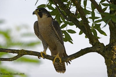 falco pellegrino( Falco peregrinus)