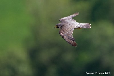 falco pellegrino( Falco peregrinus)