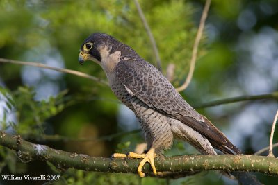 falco pellegrino( Falco peregrinus)