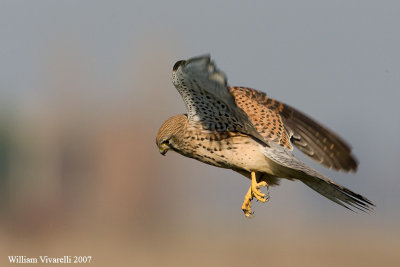 gheppio (Falco tinunculus)