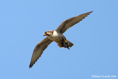 lanario (Falco biarmicus)