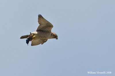 lanario (Falco biarmicus)
