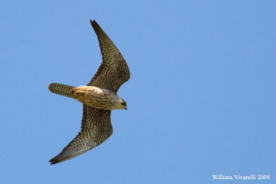 Falco della Regna  Juv (Falco eleonorae)