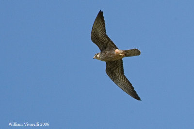 Falco della Regna  Juv (Falco eleonorae)