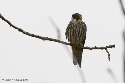 lodolaio (Falco subuteo)