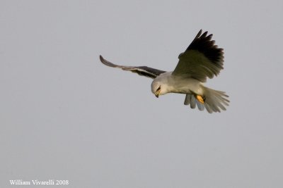 nibbio bianco (Elanus caeruleus)