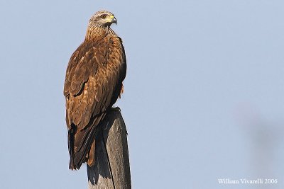 nibbio bruno (Milvus migrans)