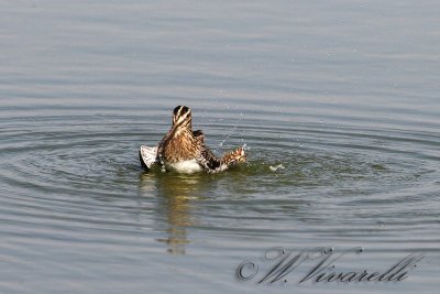 beccacino (Gallinago gallinago)