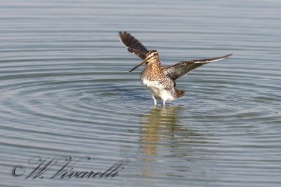 beccacino (Gallinago gallinago)