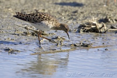 combattente (Philomachus pugnax)