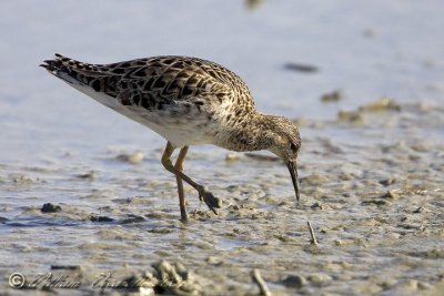 combattente (Philomachus pugnax)