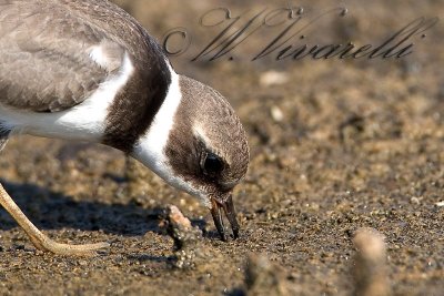 corriere p. (Charadrius dubius)