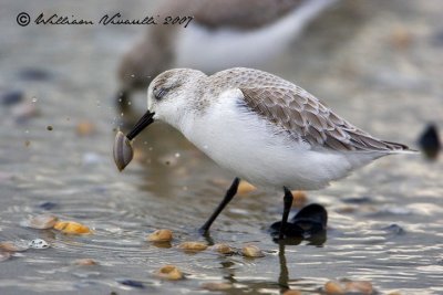 piovanello tridattilo (Calidris alba)