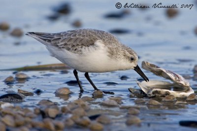 piovanello tridattilo (Calidris alba)