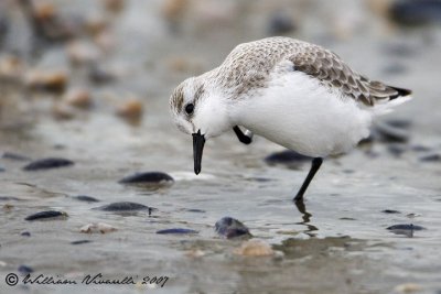 piovanello tridattilo (Calidris alba)