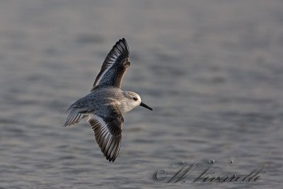 piovanello tridattilo (Calidris alba)