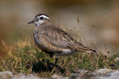 piviere tortolino (Charadius morinellus)