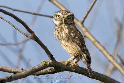 civetta (Athena noctua)