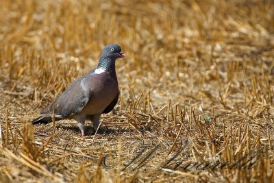 colombaccio (Columba palumbus)