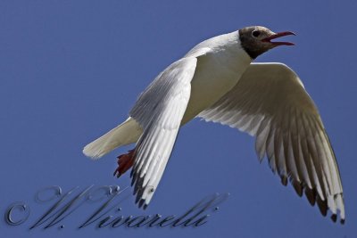 gabbiano comune (Larus ridibundus) 