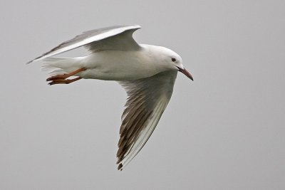 gabbiano roseo (Larus genei)