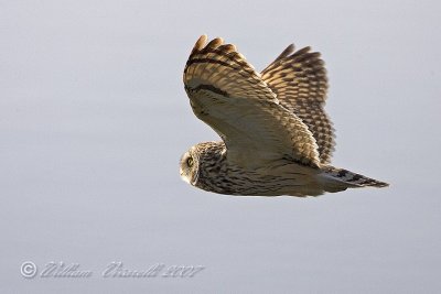 gufo di palude (Asio flammeus)