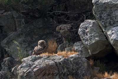 gufo reale (Bubo bubo)