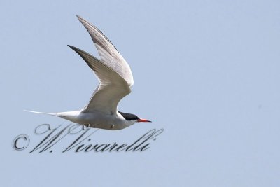 sterna comune (Sterna hirundo)