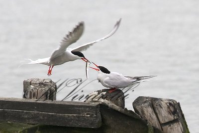 sterna comune (Sterna hirundo)