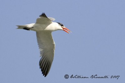 sterna maggiore (Sterna caspia)