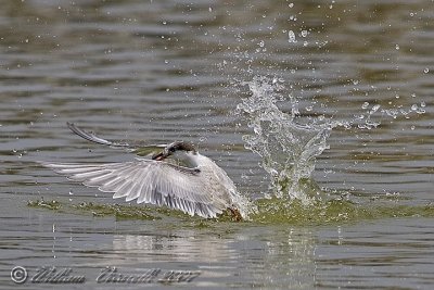 sterna comune (Sterna hirundo)