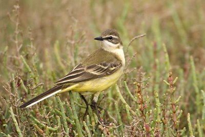 cutrettola (Motacilla flava)