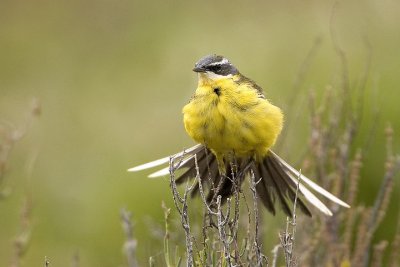 cutrettola (Motacilla flava)